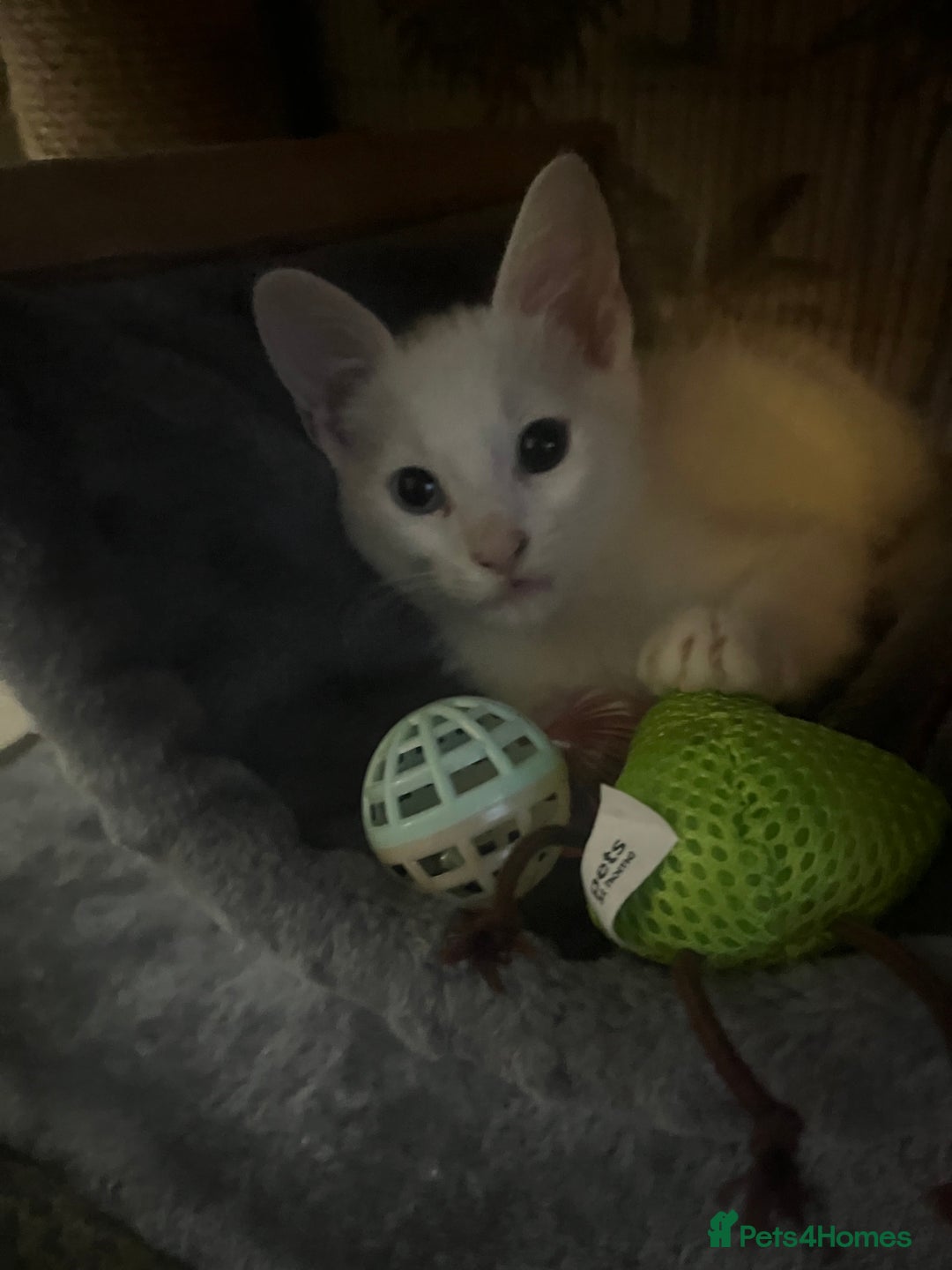 Mixed Breed cats for sale: Adorable kittens for new home  - Image 3