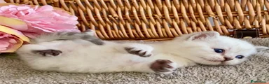 British Shorthair 2