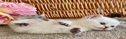 British Shorthair cats for sale: RARE SEAL LYNX PURE BRED BSH TEDDY BEARS - Advert 6