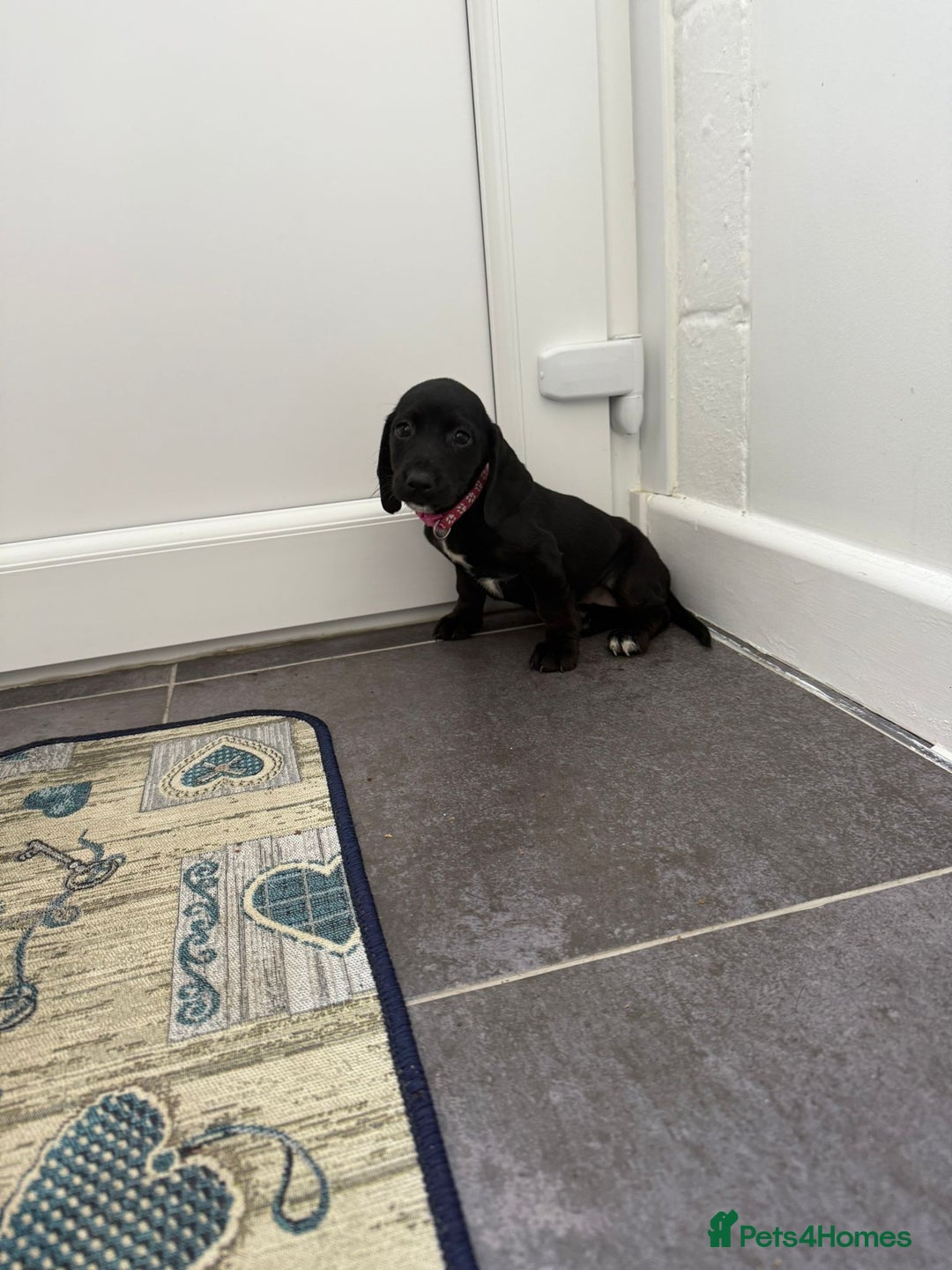 Mixed Breed dogs for sale: 6 beautiful jack russle cross cocker spaniels  - Image 32