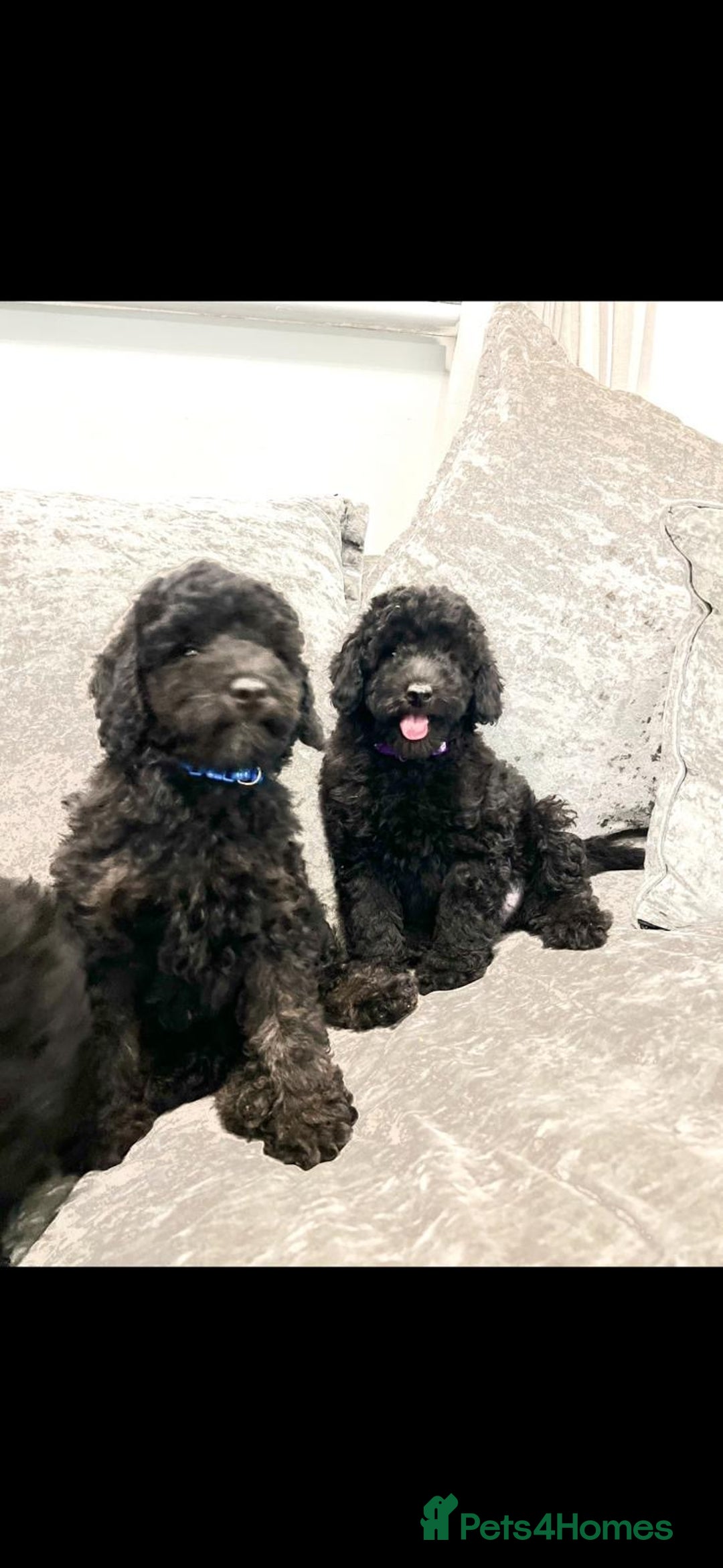 Cavapoo dogs for sale: Cavapoo  - Image 31