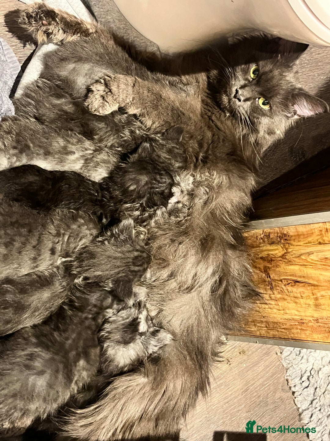 Maine Coon cats for sale: STUNNING MAINE COON KITTENS BLUE SMOKE (tica reg ) - Image 33