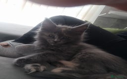 Maine Coon cats for sale: Tica pedigree MC kittens-ready for new home  - Image 18