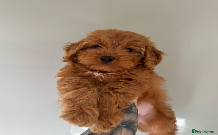 Cockapoo dogs - Advert 1