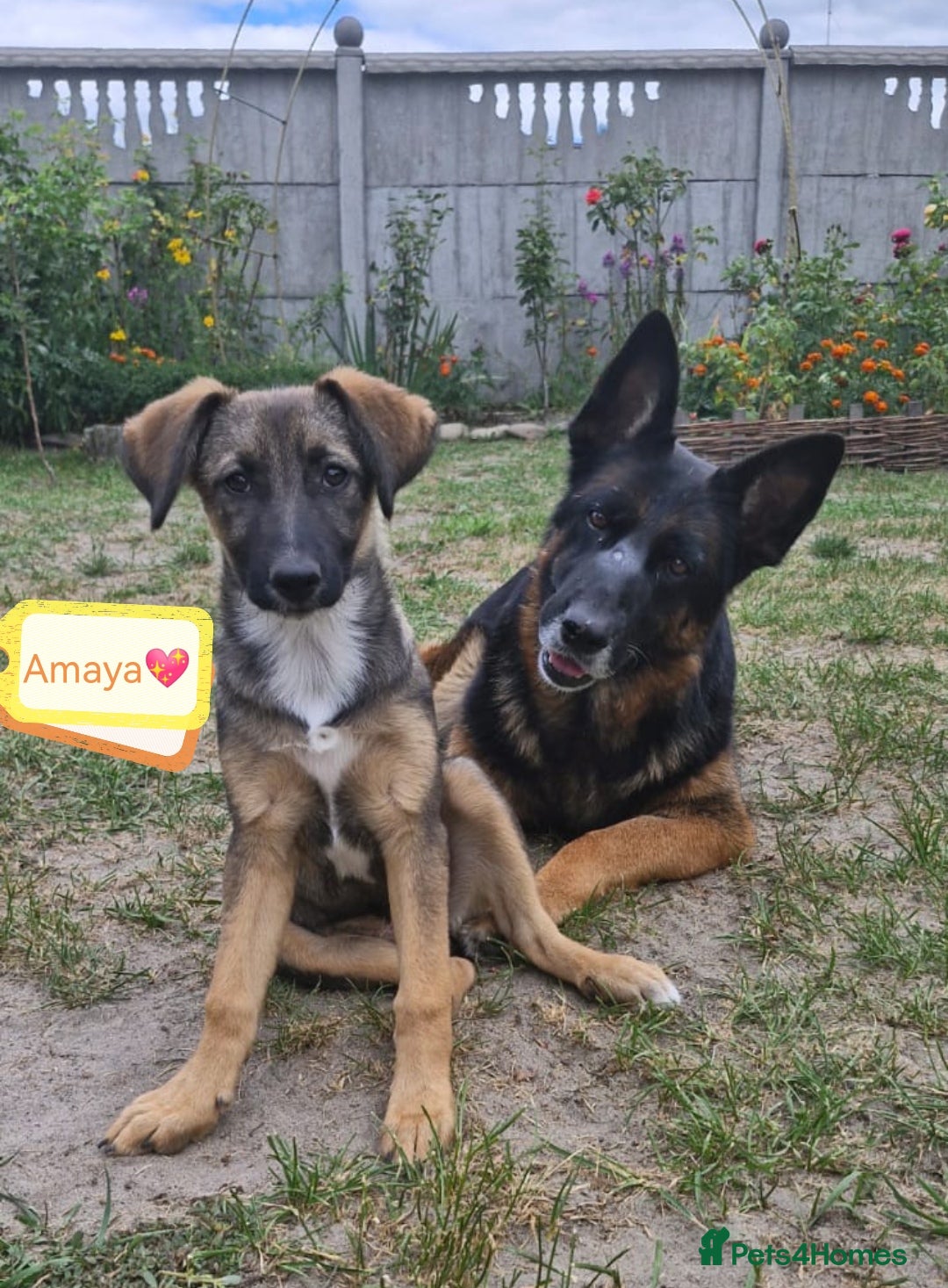 Mixed Breed dogs for adoption: 💖🐶 AMAYA 🐶💖 - Image 2