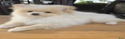 Pomeranian dogs for sale: Pomeranian Puppies - Advert 7