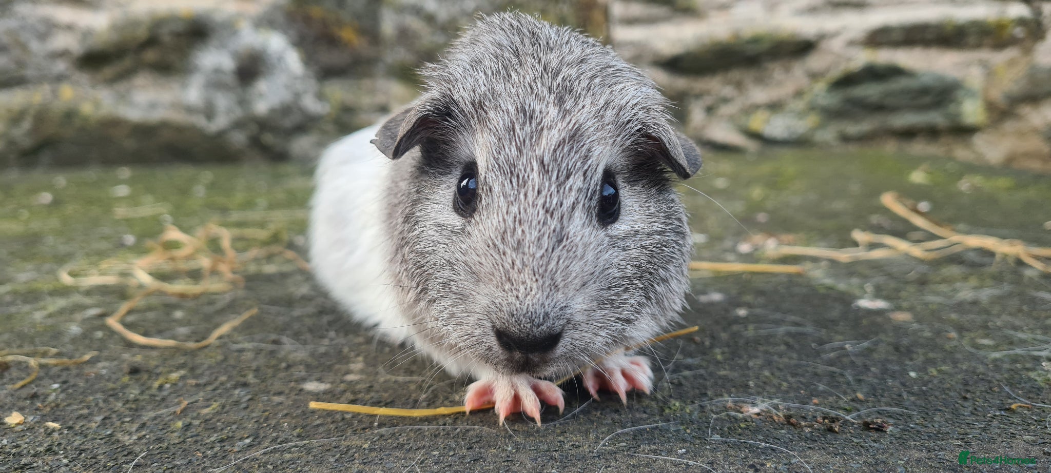 Guinea Pig rodents Male smooth haired guinea pigs - Advert 1