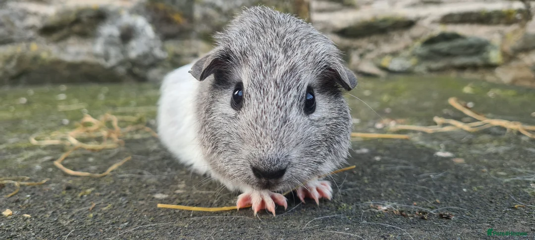 Guinea Pig rodents for sale: Male smooth haired guinea pigs - Advert 1