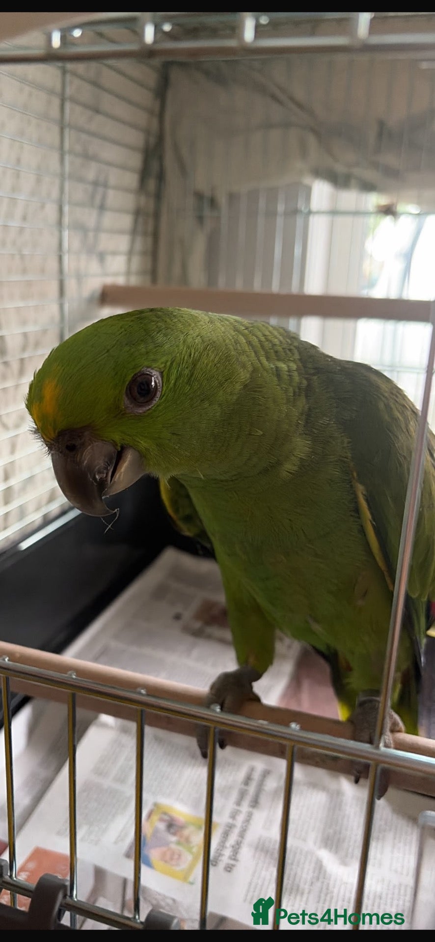 Parrots birds Baby parrots ready soon  - Advert 5