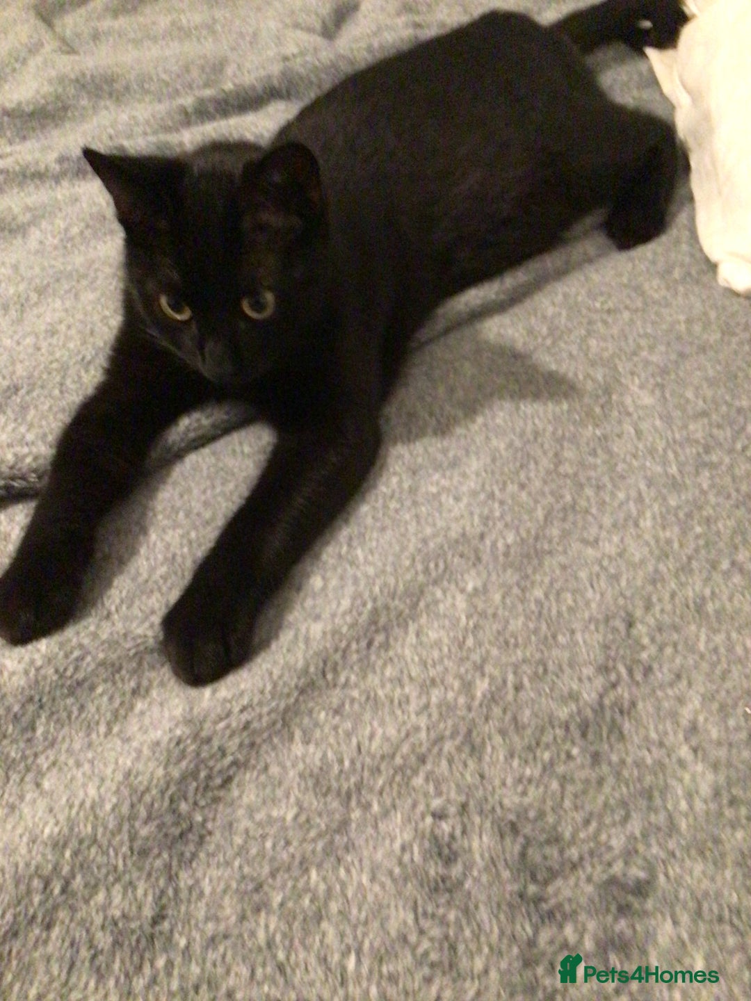 Mixed Breed cats for sale: Bonded 8-Month-Old Rescue Kittens (Woking) - Advert 5