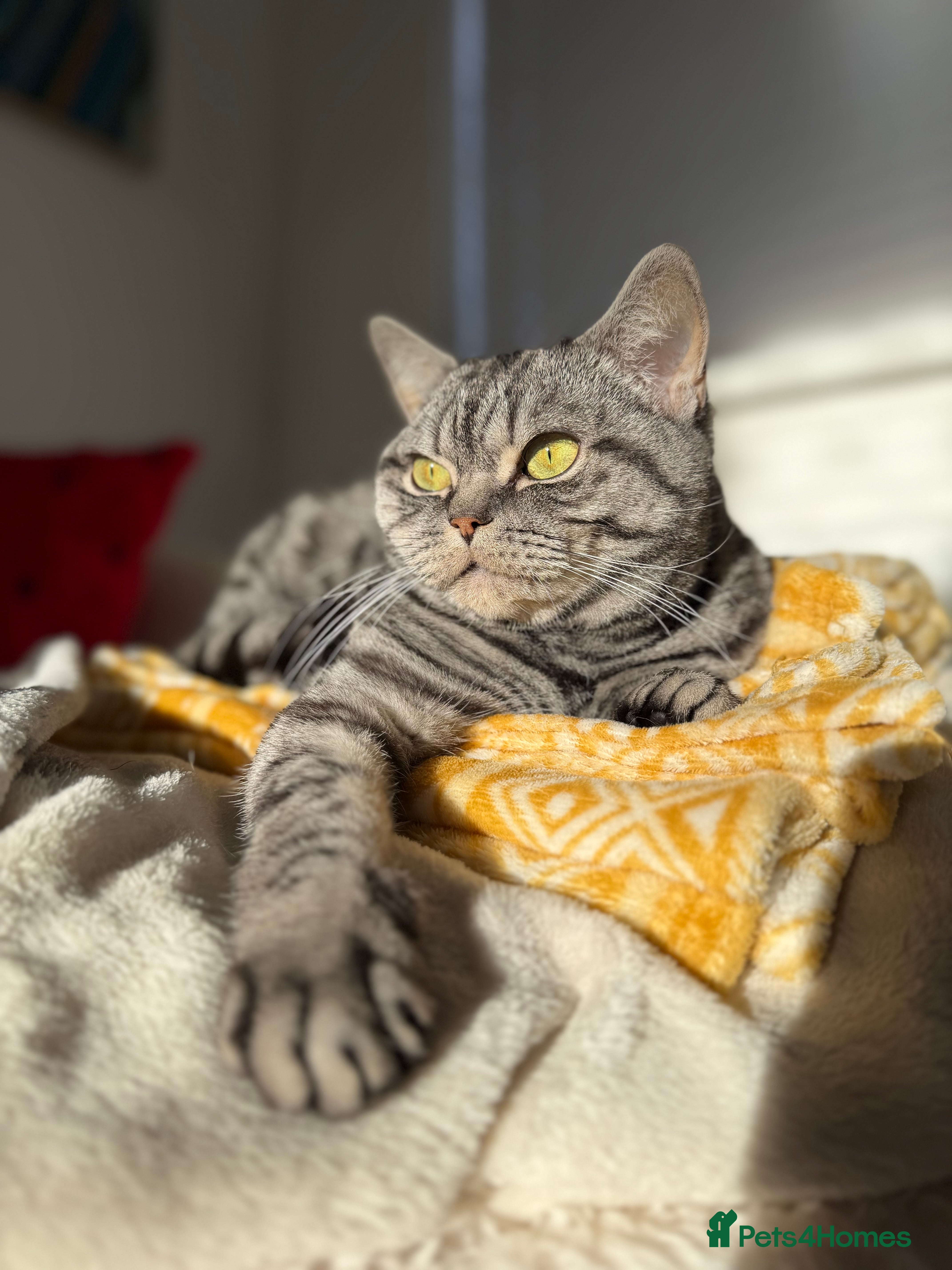 British Shorthair cats Sweet and Gentle Indoor Cat Seeking a Loving Home - Advert 1