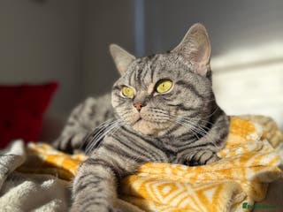 British Shorthair cats Sweet and Gentle Indoor Cat Seeking a Loving Home - Advert 1