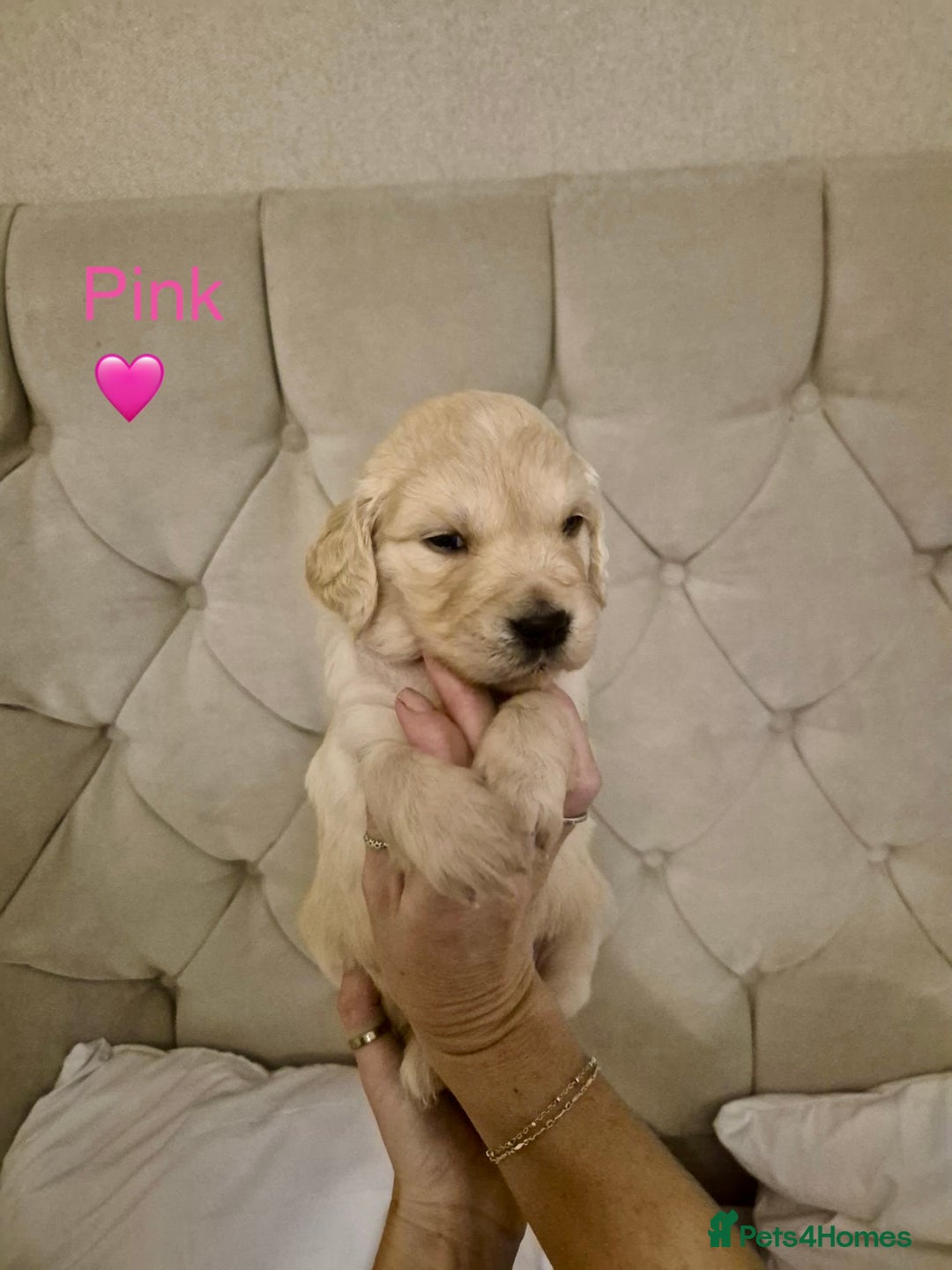 Golden Retriever dogs for sale: Golden Retriever Puppies  - Advert 1