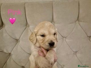 Golden Retriever dogs Golden Retriever Puppies - Advert 1