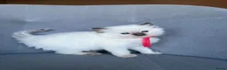 Ragdoll cats for sale: Registered Ragdoll kittens for sale - Advert 6