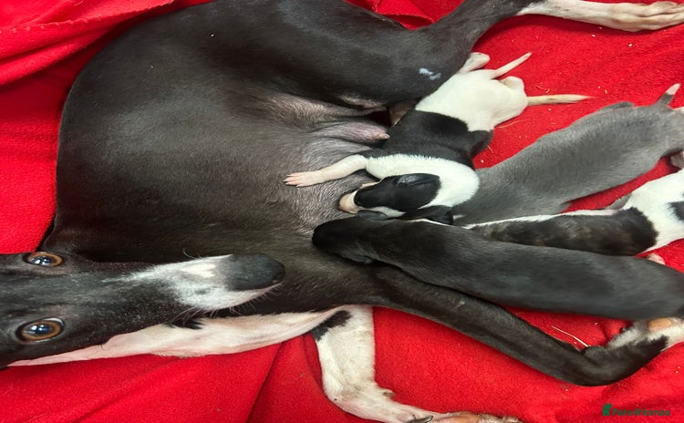 Whippet dogs - Advert 4