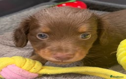 Miniature Dachshund dogs for sale: Long haired miniature dachshunds  - Image 1