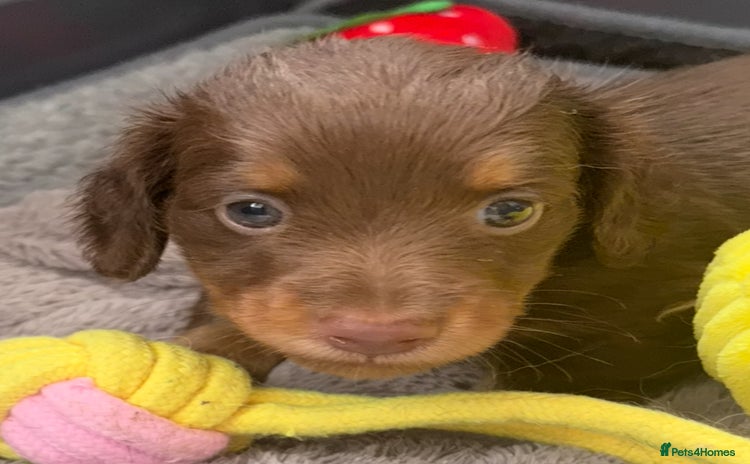 Miniature Dachshund dogs - Advert 7