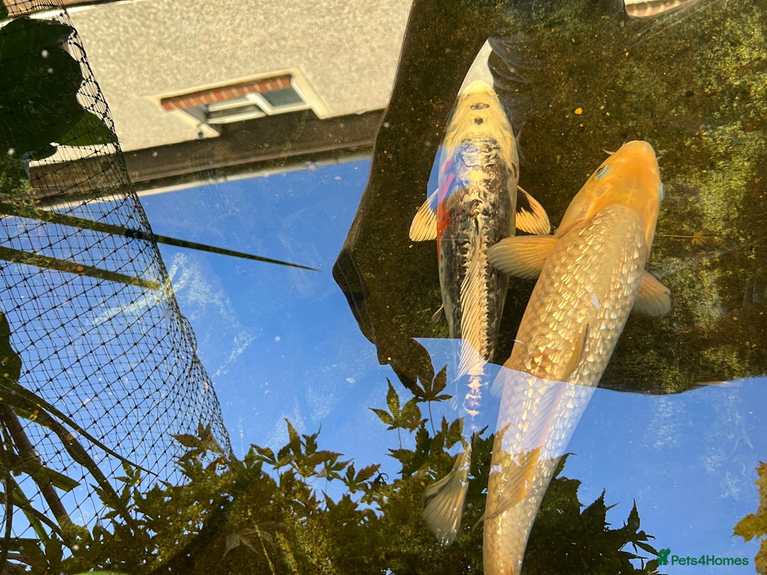 Koi Carp fish for sale: 2 koi Carp for sale  - Image 8