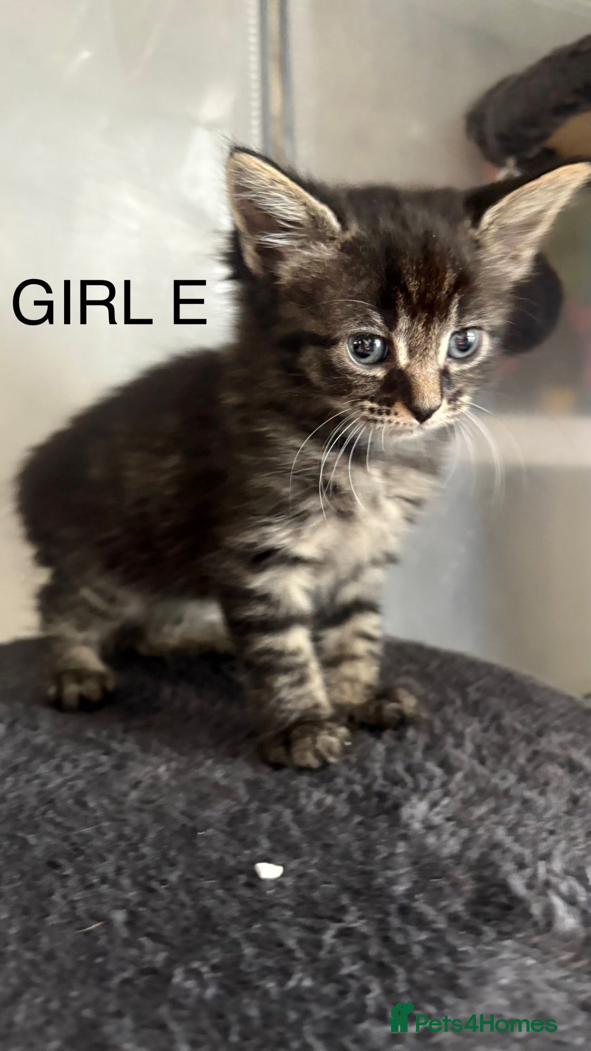 Mixed Breed cats Kittens mum is half Maine coon - Advert 3