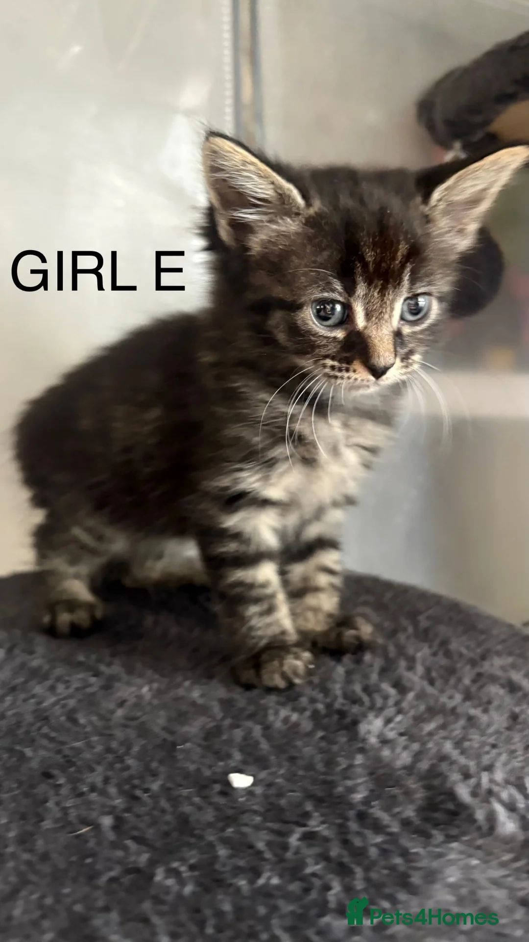 Mixed Breed cats for sale: Kittens mum is half Maine coon - Advert 1