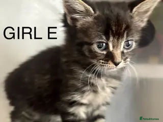 Mixed Breed cats Ready now 5 gorgeous kittens - Advert 1