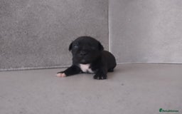 Staffordshire Bull Terrier dogs for sale: champion Fathered blue and black puppies KC reg - Image 8