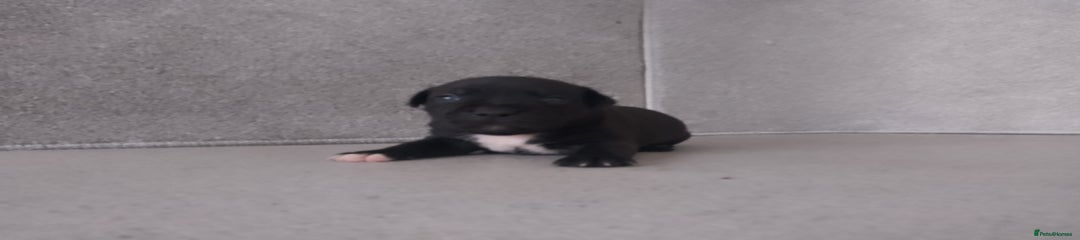 Staffordshire Bull Terrier Puppy 5