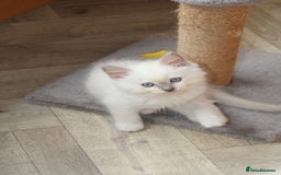 Ragdoll cats for sale: Ragdoll kittens  - Image 8