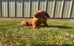 Hungarian Vizsla dogs for sale: ⭐️One gorgeous little lady ⭐  - Image 4