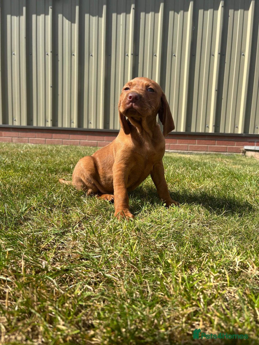 Hungarian Vizsla dogs for sale: ⭐️One gorgeous little lady ⭐  - Image 4