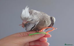 Cockatiels birds for sale: Hand reared silly tame DNA sexed baby cockatiels  - Image 20
