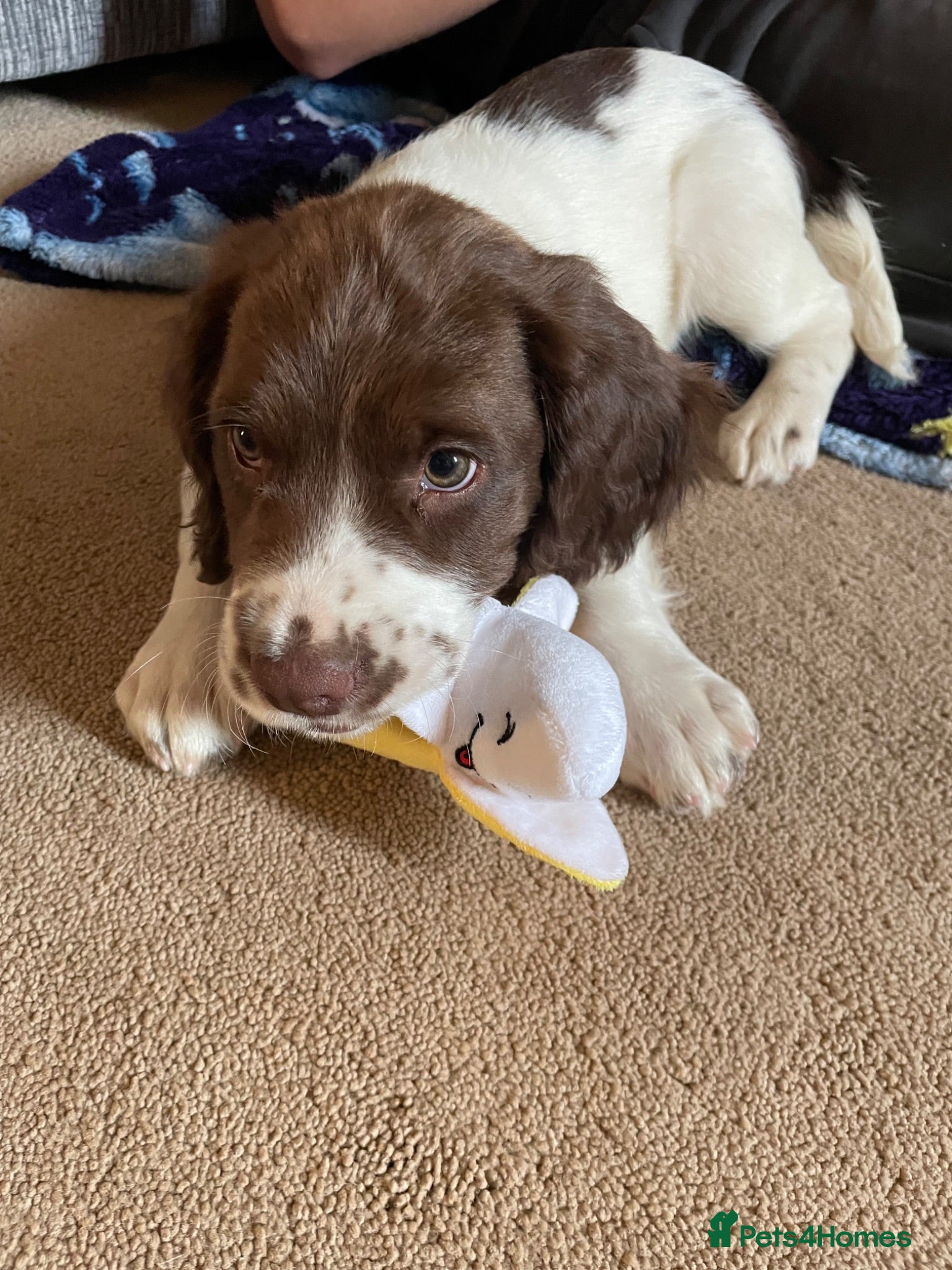 English Springer Spaniel dogs Kc reg working English springer spaniels  - Advert 1
