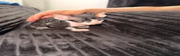 Sphynx cats for sale: Beautiful Sphynx kittens 🩵🩷 🐾  - Advert 5