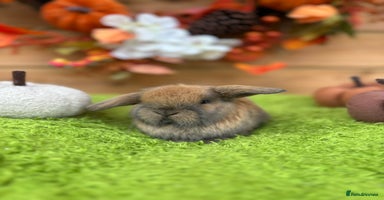 Mini Lop rabbits - Advert 4