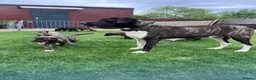 Mixed Breed dogs for sale: Dane Shepherd Puppies in Leamington Spa - Advert 11