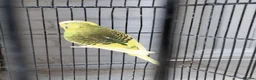 Budgerigars birds for sale: Beautiful 2x male budgies with Extra large Cage in London - Advert 3