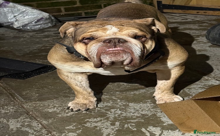 English Bulldog dogs - Advert 1