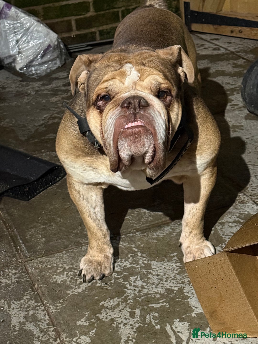 English Bulldog dogs for sale: British bulldog  - Image 1
