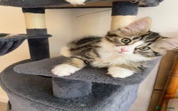 Domestic Shorthair cats for sale: Ragdoll Cross X DSH - Image 19
