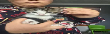 Maine Coon 1
