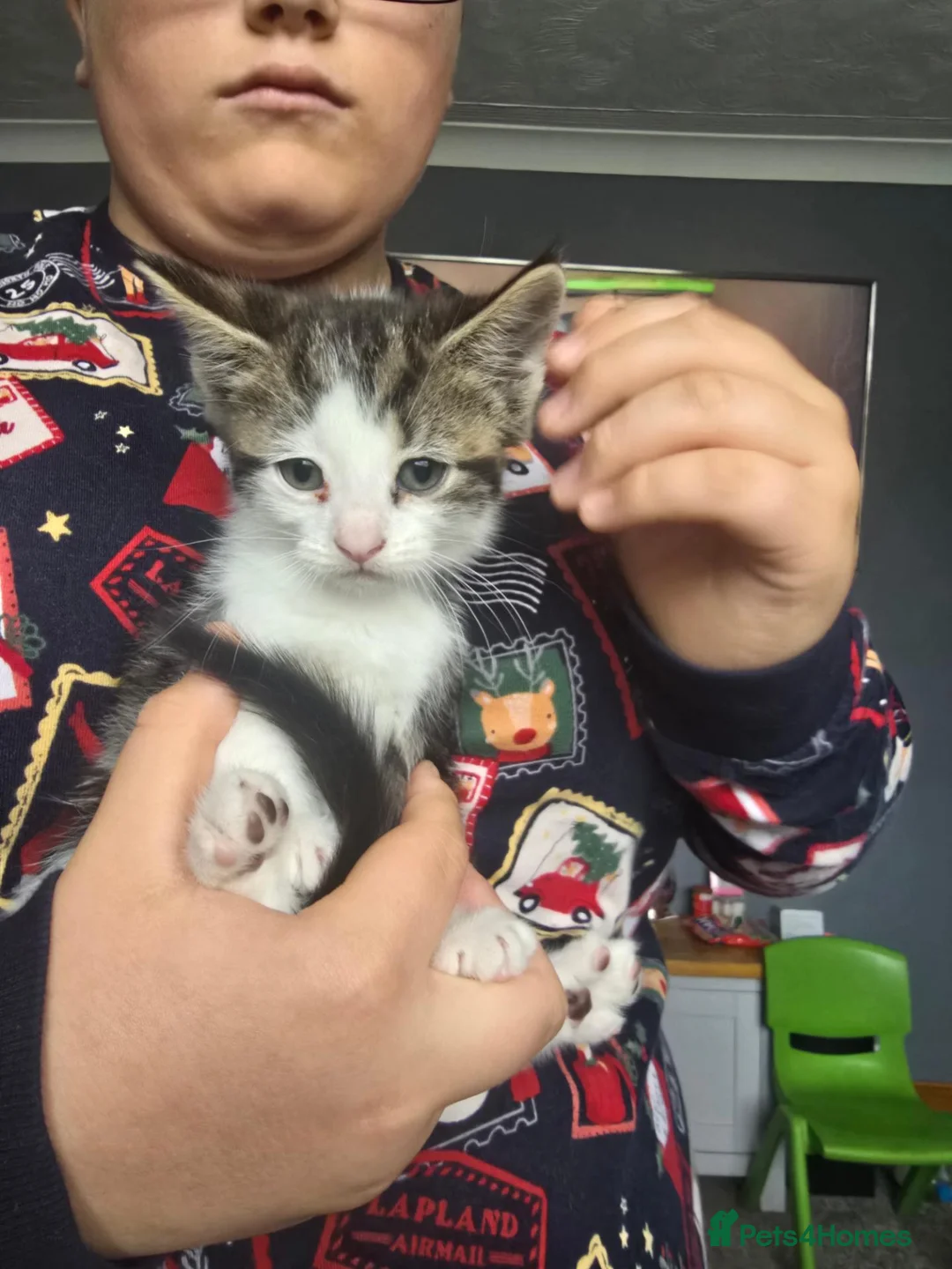 Maine Coon cats for sale: Mainecoon 1/2 /domestic cat - Advert 2