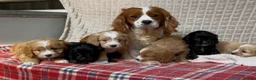 Cavapoo dogs for sale: STUNNING CAVAPOO PUPPIES  - Advert 25