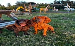 Cocker Spaniel dogs for stud: STUD - Working Cocker Spaniel - Image 13