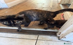 Domestic Shorthair cats for sale: Female tortoise shell and fluffy black with spots - Image 7
