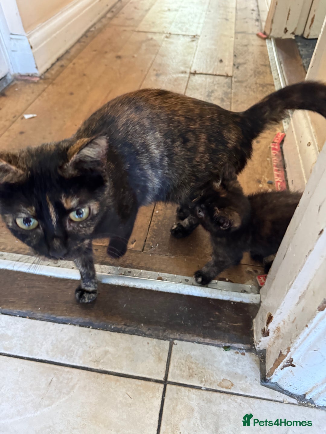 Domestic Shorthair cats for sale: Female tortoise shell and fluffy black with spots - Image 7