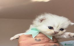 Persian cats for sale: 2 Persian silver tipped chinchilla - Advert 3