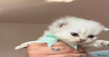 Persian cats 2 Persian silver tipped chinchilla - Advert 2