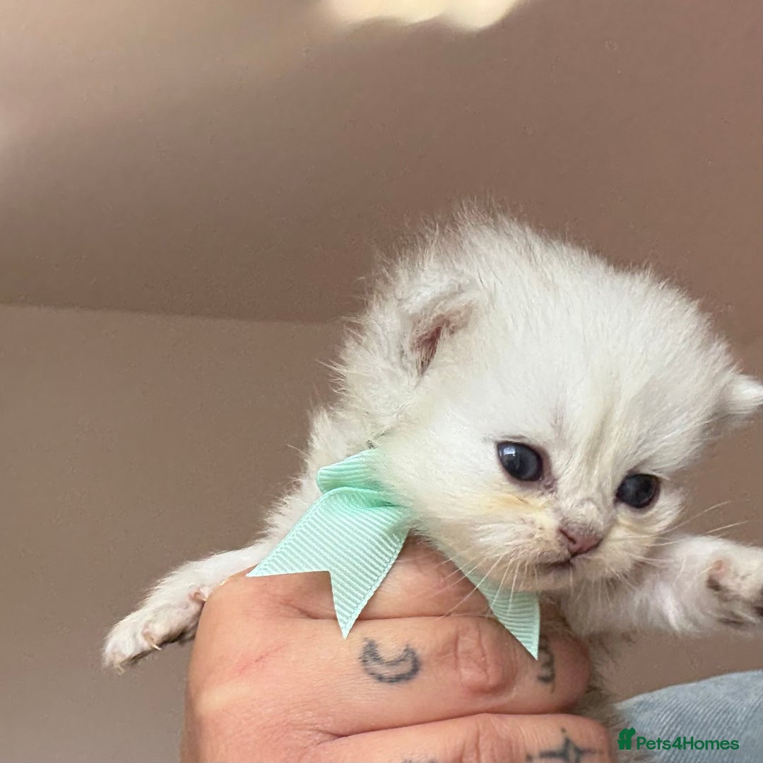 Persian cats for sale: 2 Persian silver tipped chinchilla - Advert 3