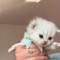 Persian cats 2 Persian silver tipped chinchilla - Advert 2